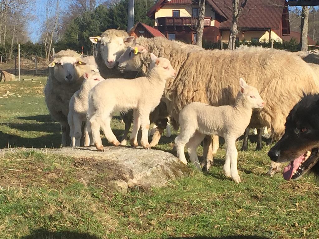 Penzion Farma Žleby Ceske Zleby Esterno foto